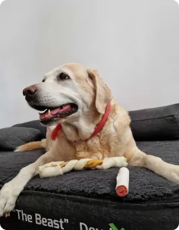 The office dog on its pet bed